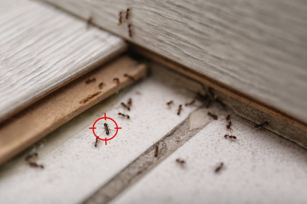Best Affordable Pest Control Services  in Verandah, FL